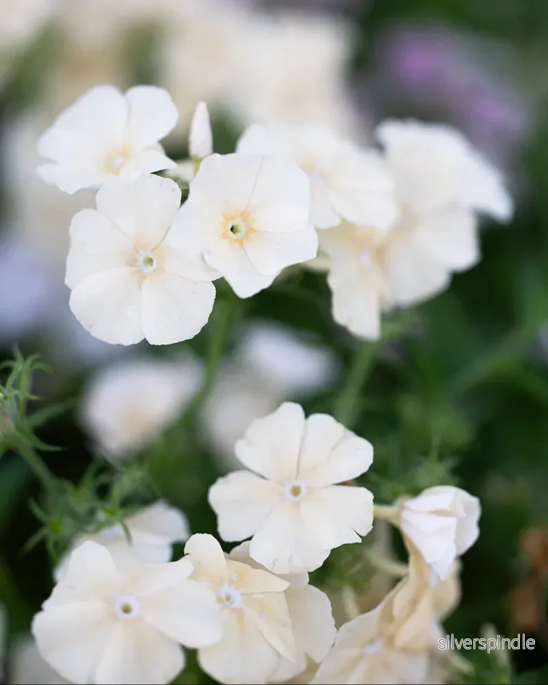 Sommarflox ´Isabellina´ - Bild 2