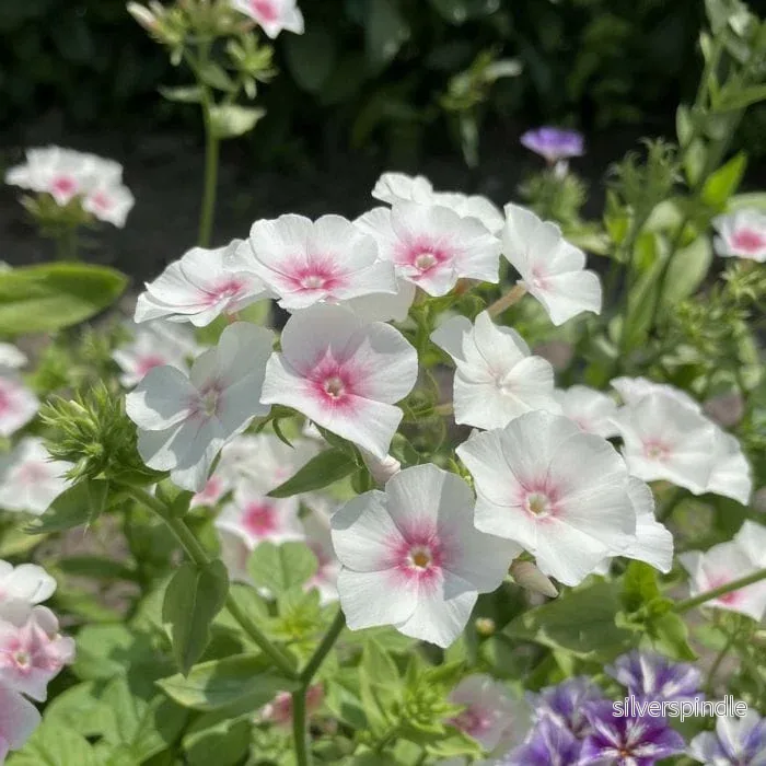 Sommarflox ‘Blushing Bride’ - Bild 2