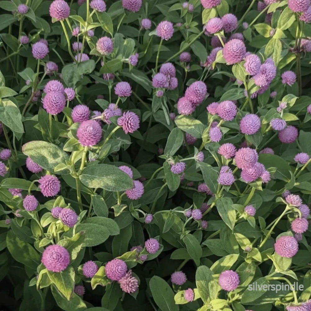 Klotamarant ‘Salmon Pastel’ Klotamarant ‘Salmon Pastel’