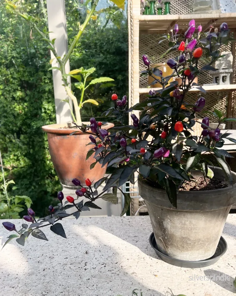 Minichili 'Lila Luzi', Ekologisk - Bild 3
