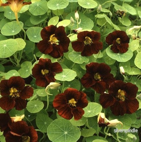 Dvärgkrasse ’Black Velvet’