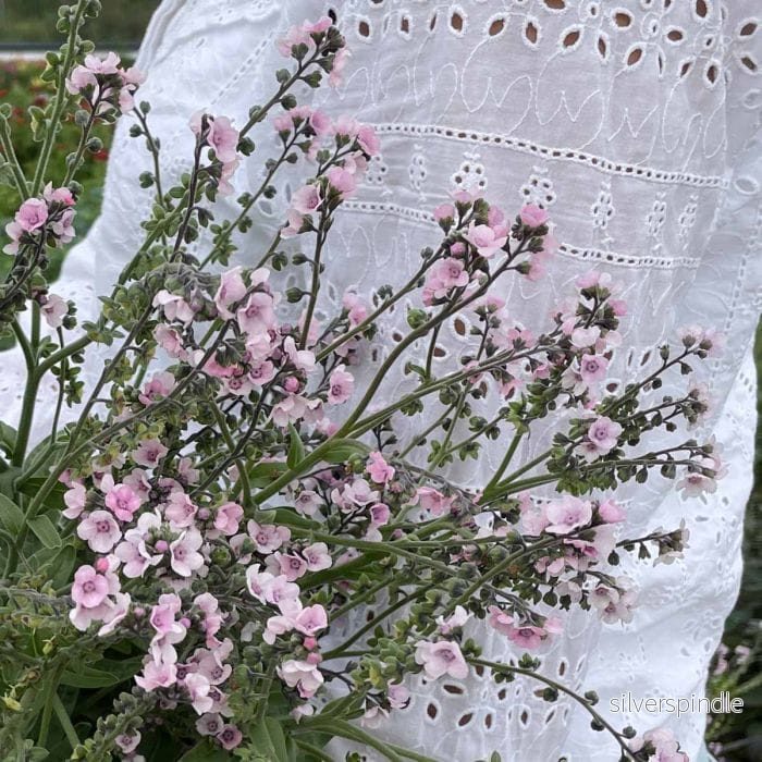 Kinesisk förgätmigej ‘Mystery Rose’ - Bild 2
