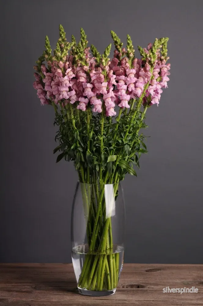 Lejongap ‘Potomac Lavender’ F1 - Bild 3