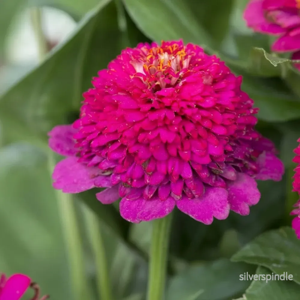 Zinnia ‘Cresto! Violet’ - Bild 2