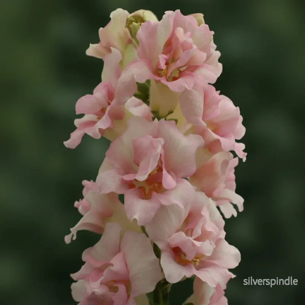 Lejongap ‘Doubleshot Appleblossom’ F1 - Bild 2