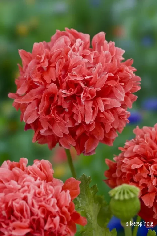 Pionvallmo ‘Frosted Salmon Peony’ Pionvallmo ‘Frosted Salmon Peony’