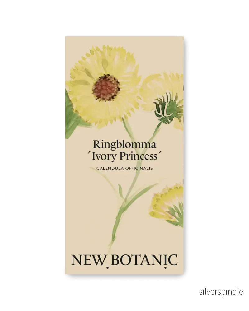 Ringblomma ’Ivory Princess’ Ringblomma ’Ivory Princess’