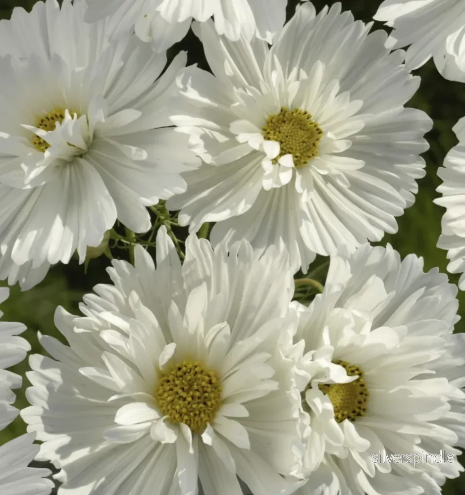 Rosenskära ‘Fizzy White’ Rosenskära ‘Fizzy White’