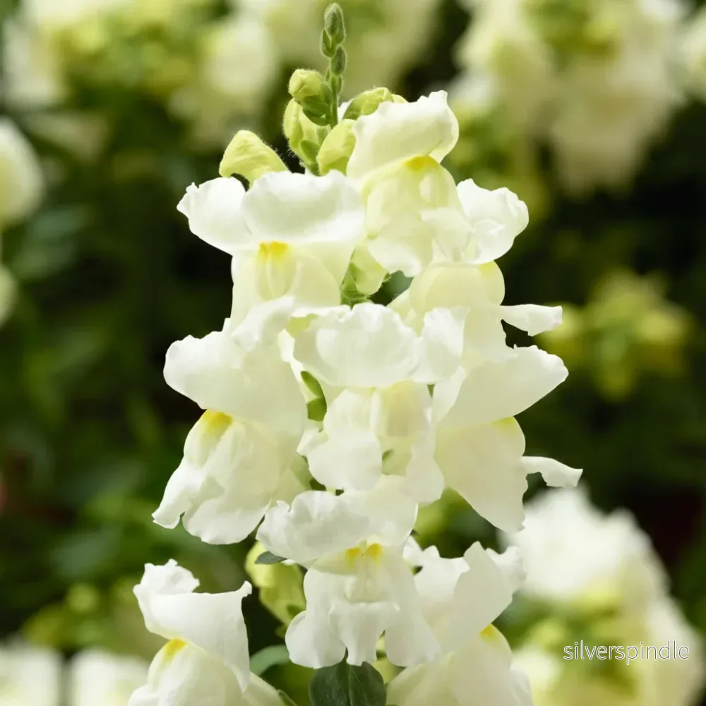 Lejongap ‘Snaptini White’ F1