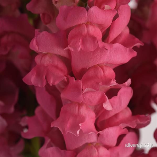 Lejongap ‘Potomac Dark Pink’ F1 Lejongap ‘Potomac Dark Pink’ F1