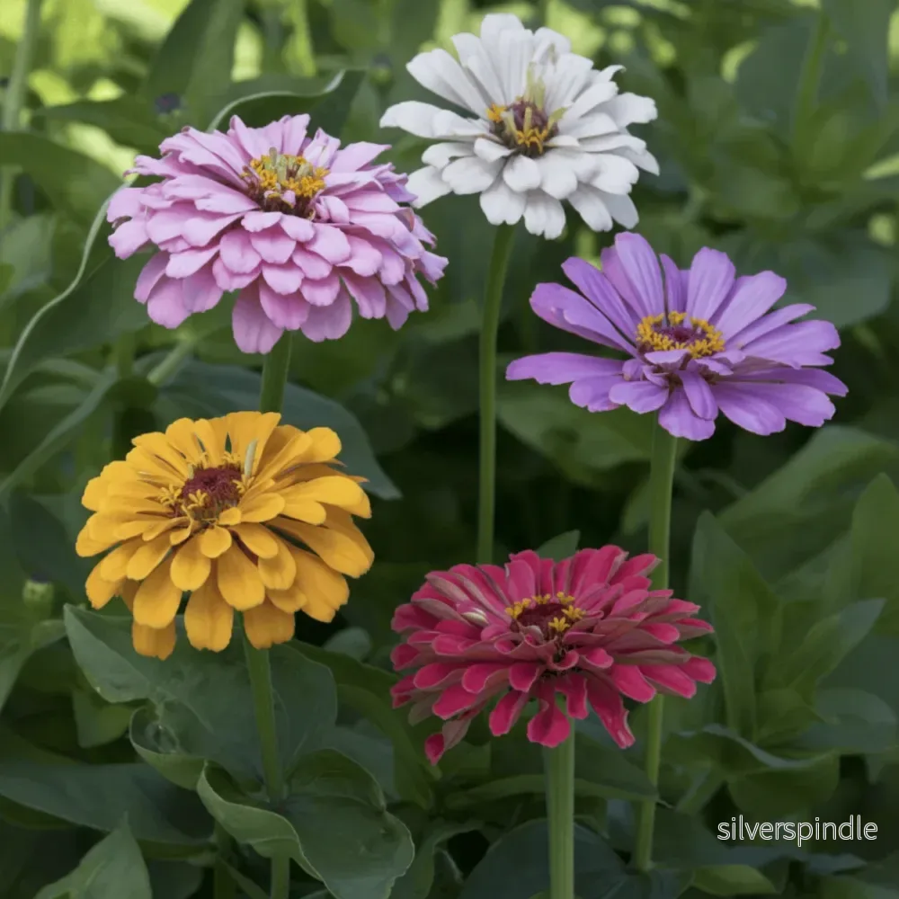 Zinnia ‘Elegans Dahlia Mix’ Zinnia ‘Elegans Dahlia Mix’