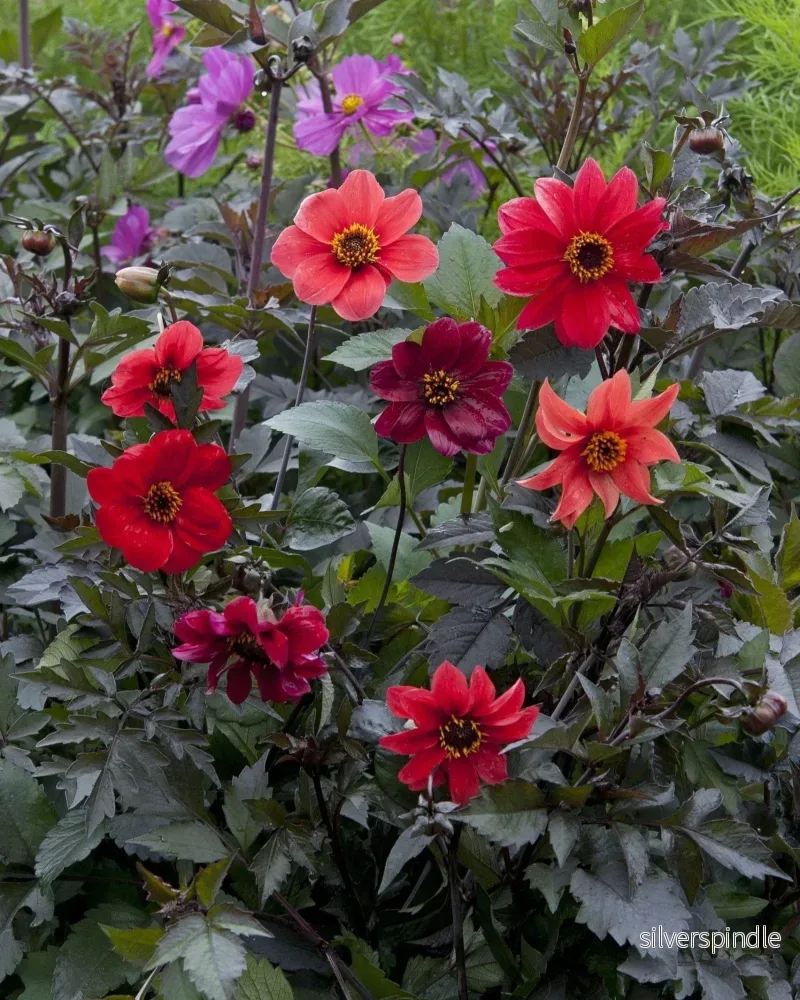 Dahlia ‘Bishop’s Children’