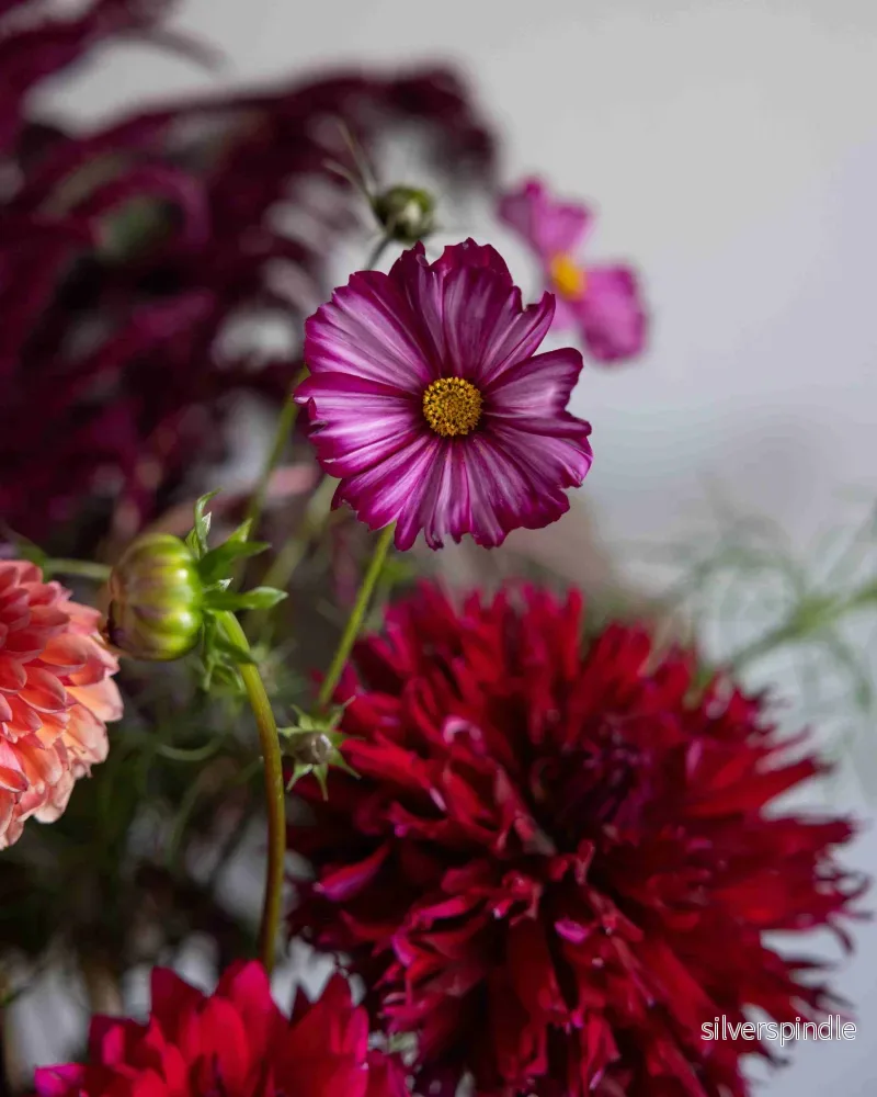 Baroque Flower Collection – designad blomsterrabatt - Bild 3