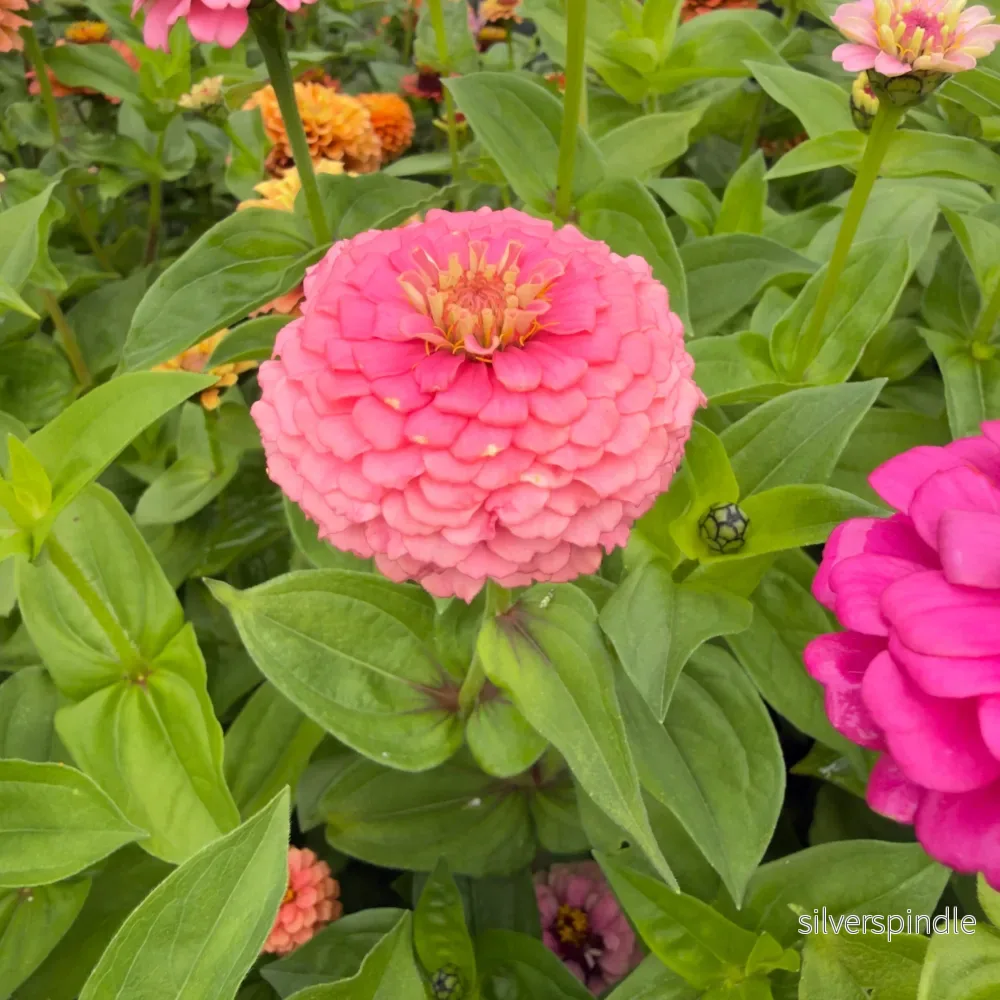 Zinnia ‘Oklahoma Pink’