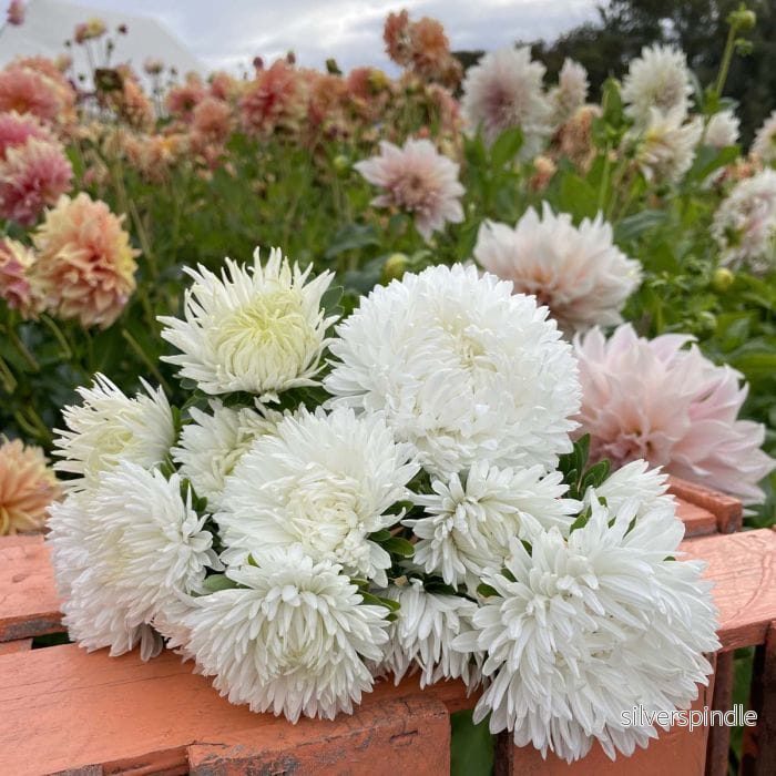 Sommaraster ‘King Size White’ - Bild 2