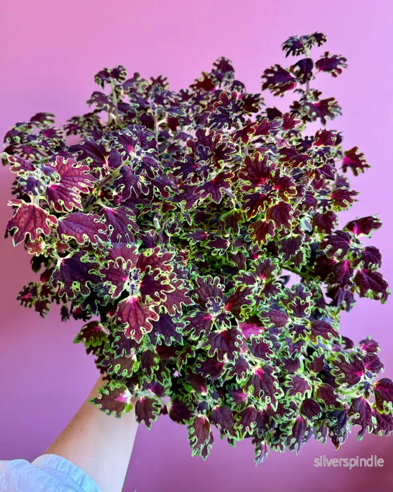 Palettblad ’Burgundy wedding train’