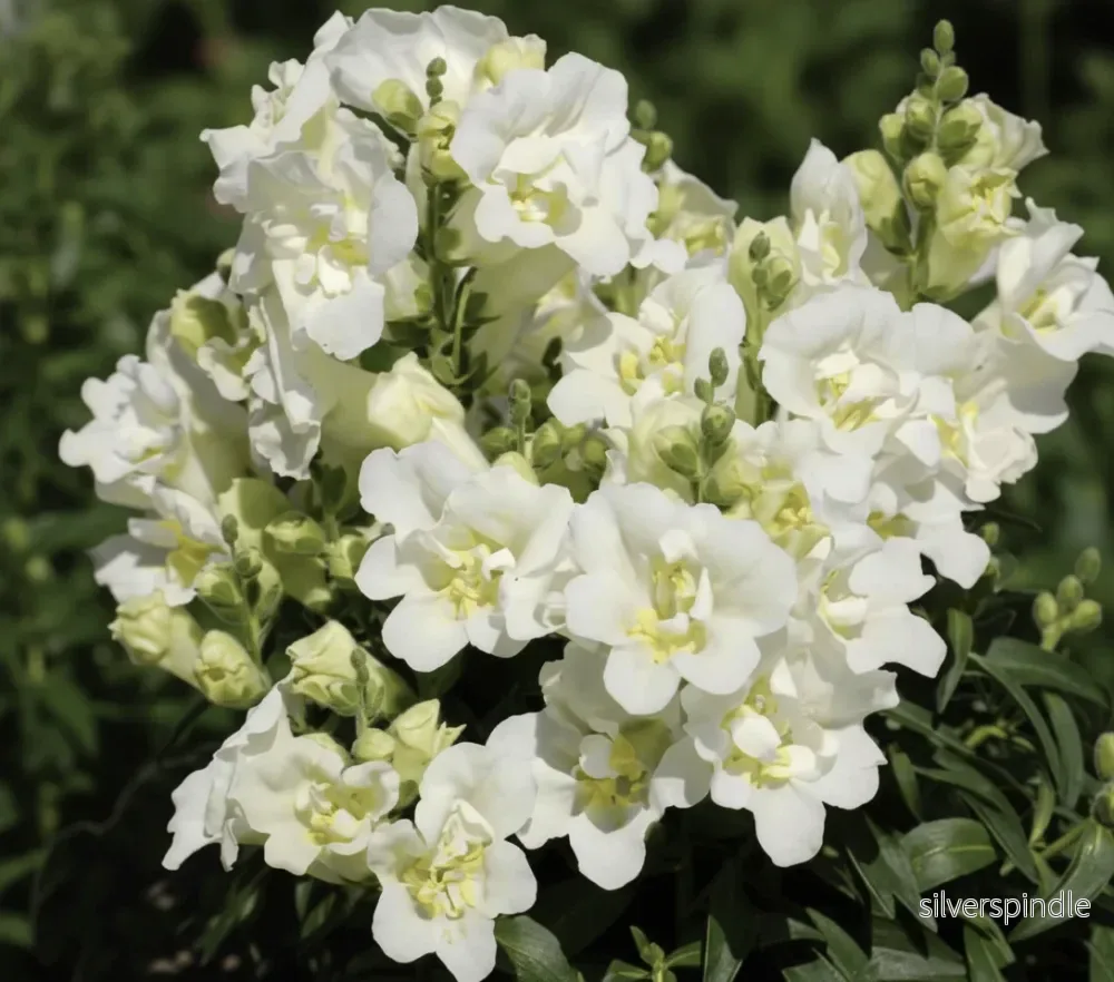 Lejongap ‘Twinny White’ F1 Lejongap ‘Twinny White’ F1
