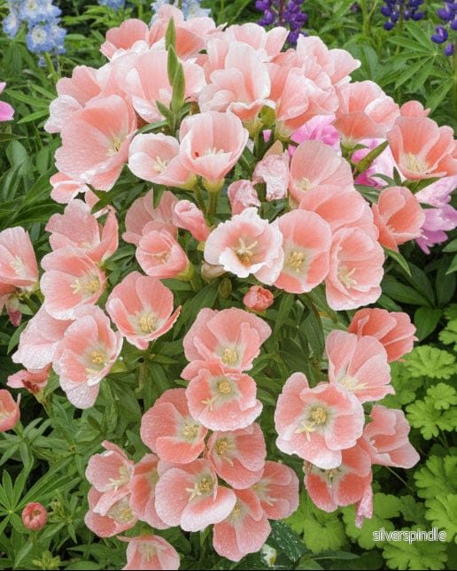 Atlasblomma ‘Sherwood’