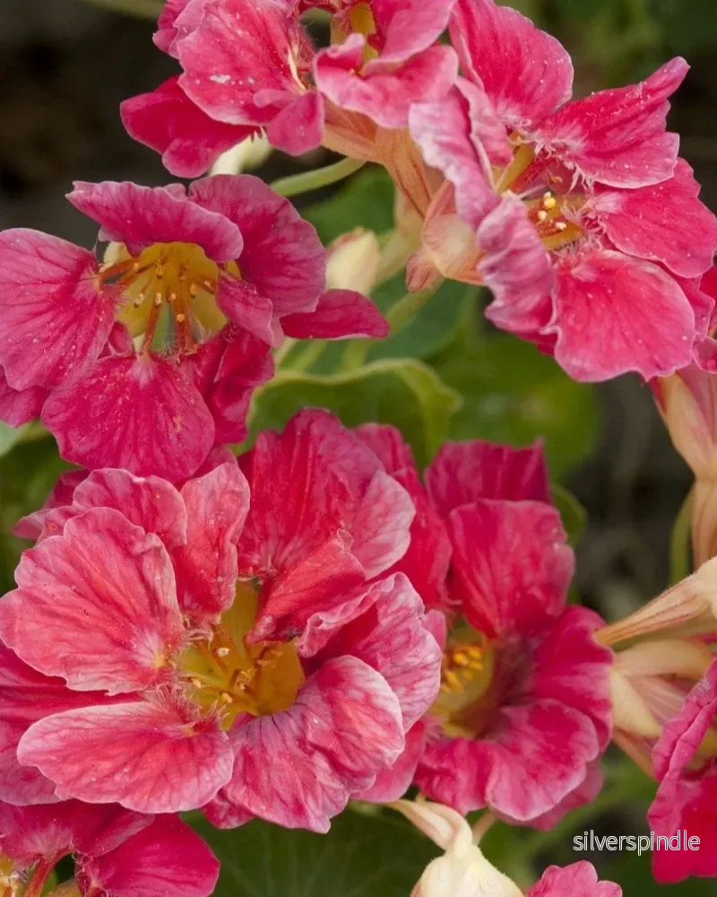 Dvärgkrasse ‘Jewel Cherry Rose’