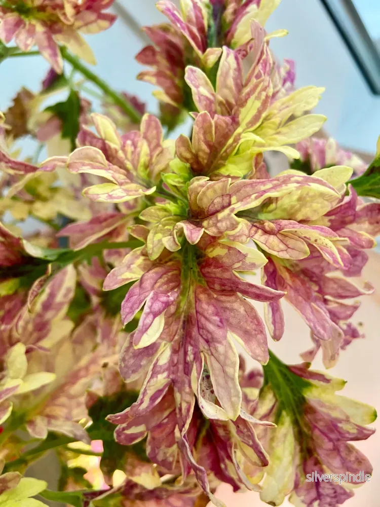 Palettblad ‘Disco’