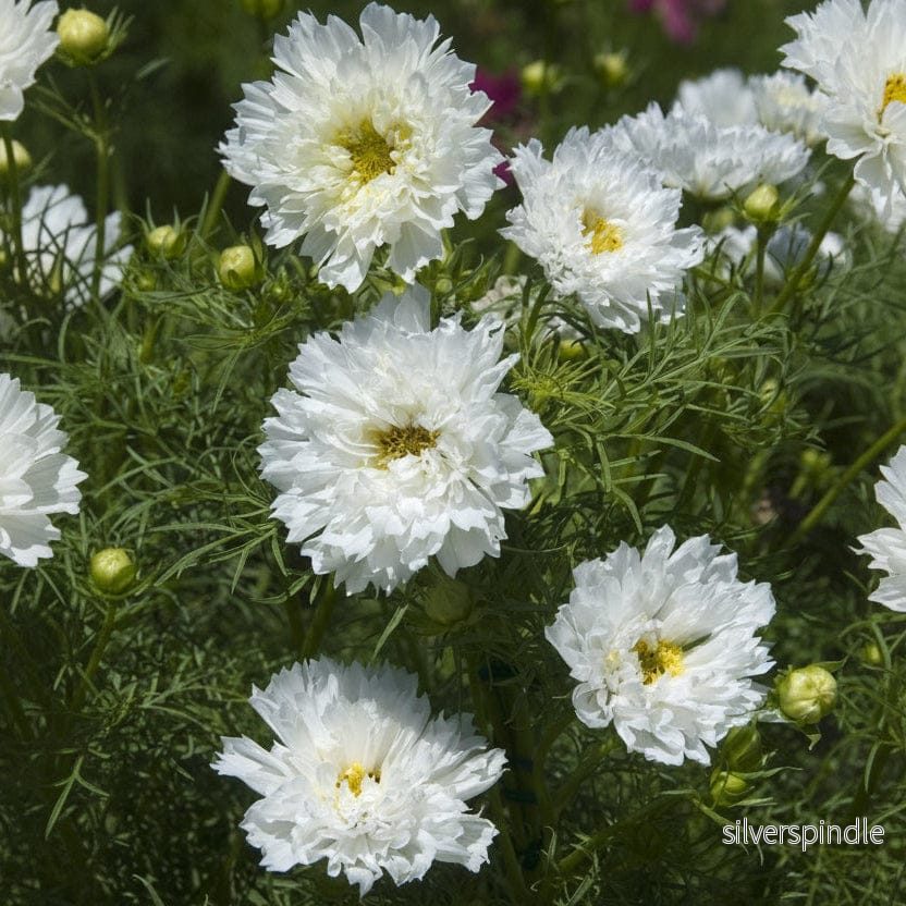 Rosenskära ‘Double Click Snowpuff’ - Bild 2