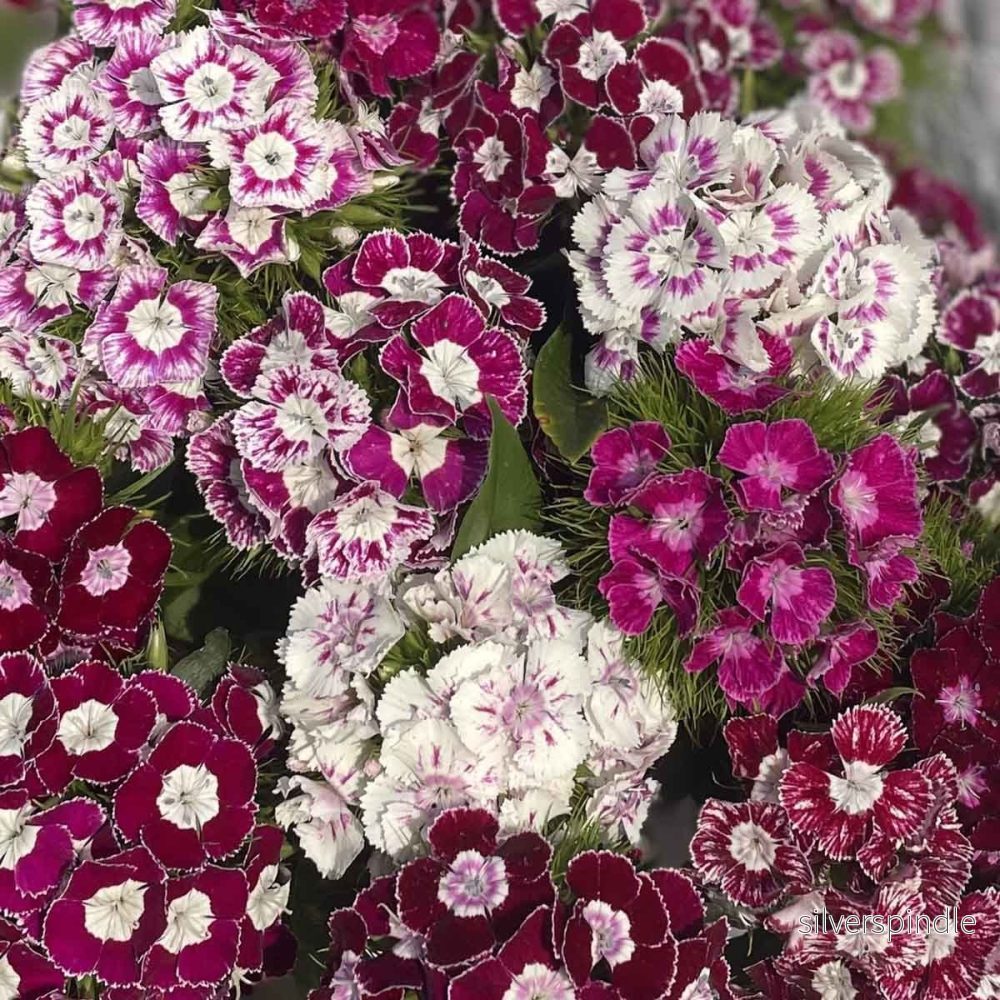 Borstnejlika ‘Hollandia Purple Crown’ - Bild 2