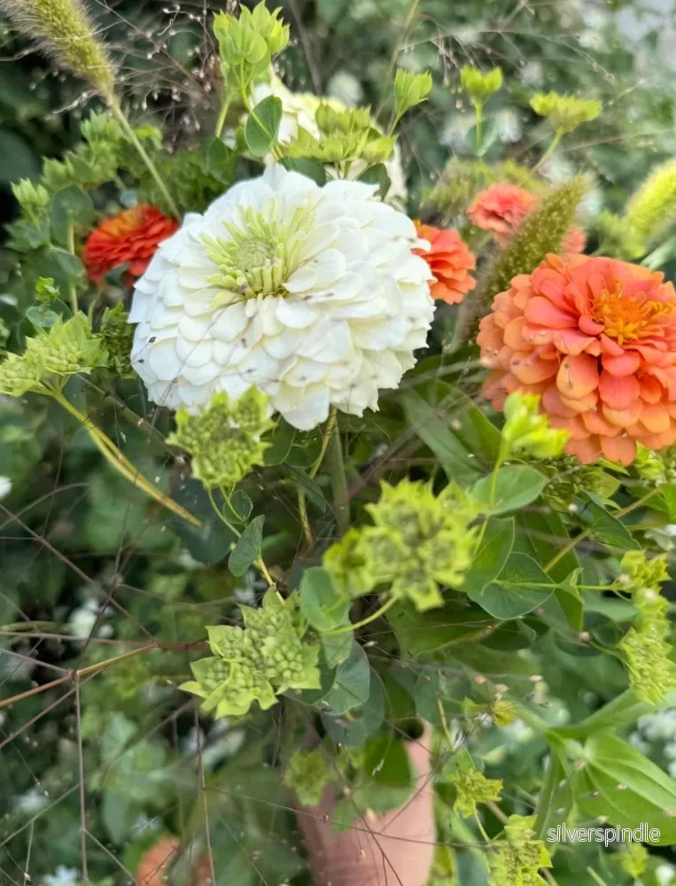 Zinnia ‘Polar Bear’ - Bild 3