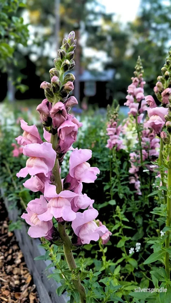 Lejongap ‘Potomac Lavender’ F1 Lejongap ‘Potomac Lavender’ F1