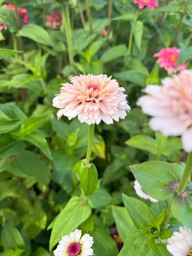 Zinnia ‘Zinderella Lilac’ - Bild 3