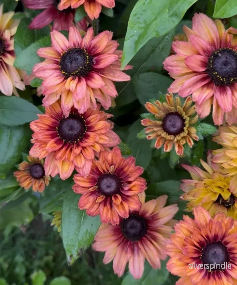 Sommarrudbeckia 'Sahara' - Bild 2