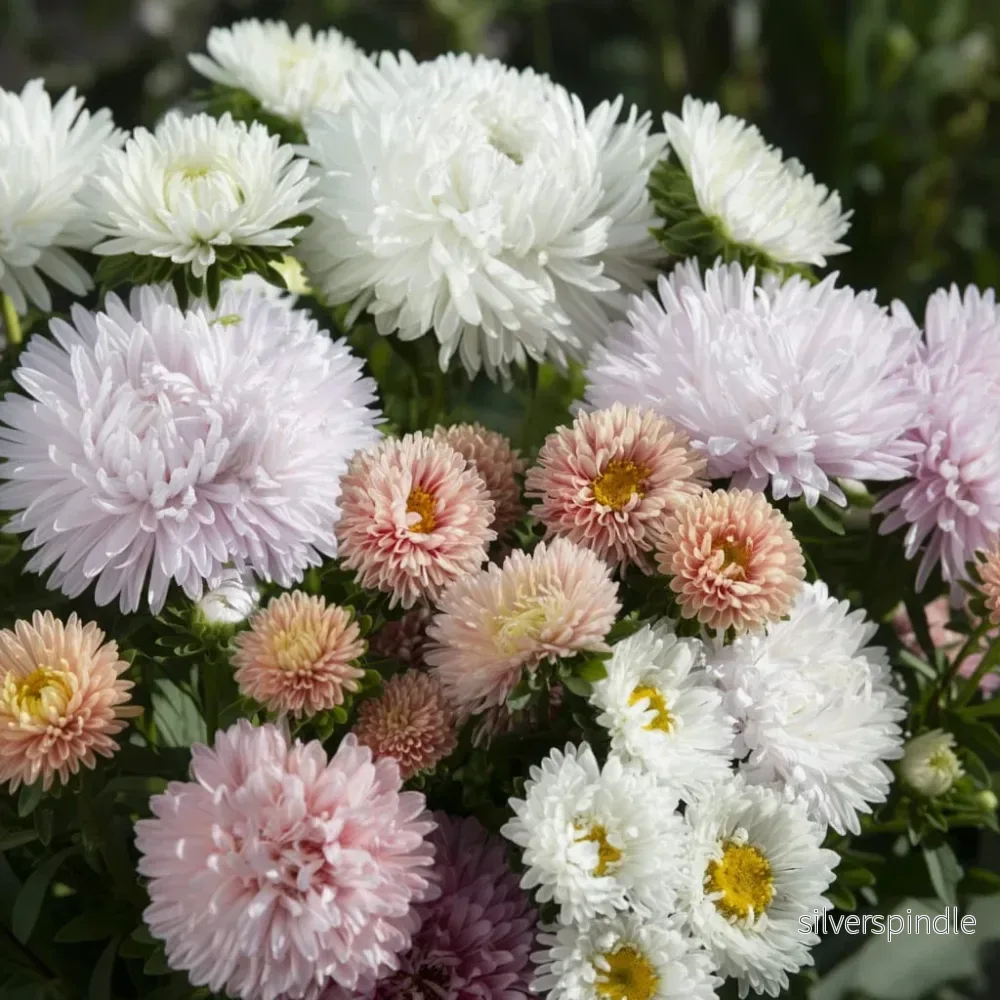 Sommaraster ‘The Roses Mixture’ - Bild 3