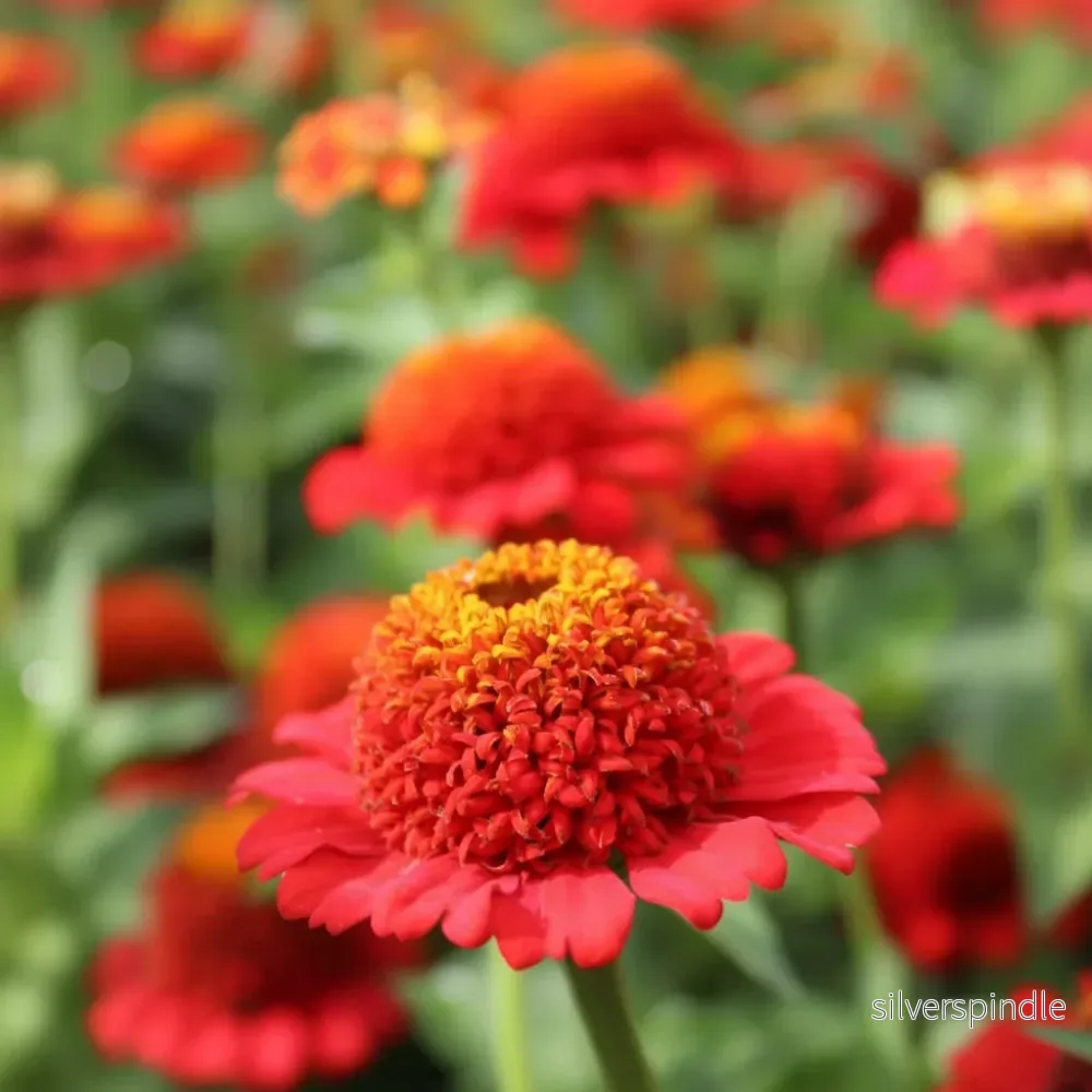 Zinnia ‘Zinderella Red’ Zinnia ‘Zinderella Red’