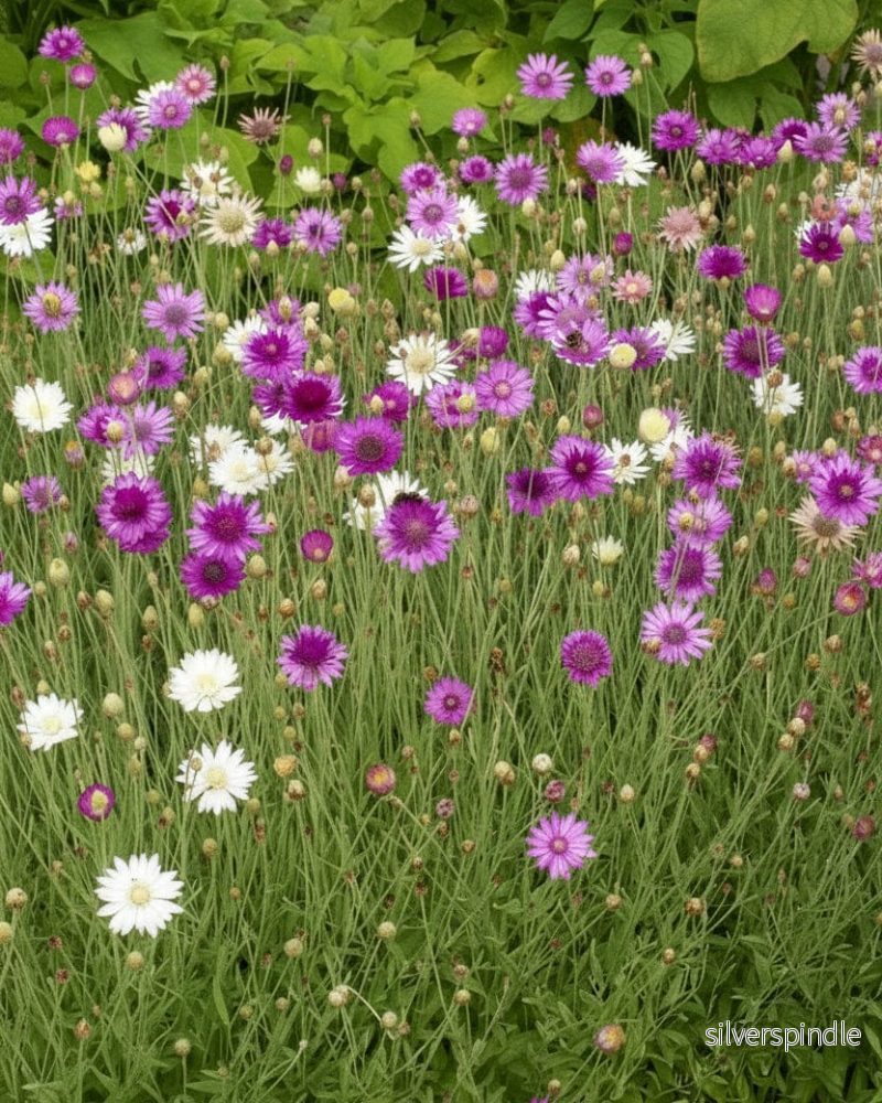 Pappersblomma Mix Pappersblomma Mix