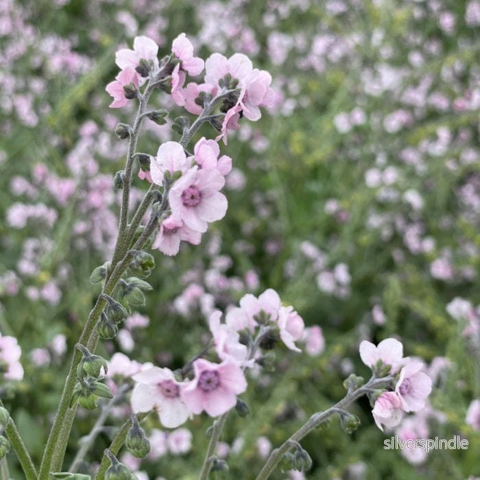 Kinesisk förgätmigej ‘Mystery Rose’