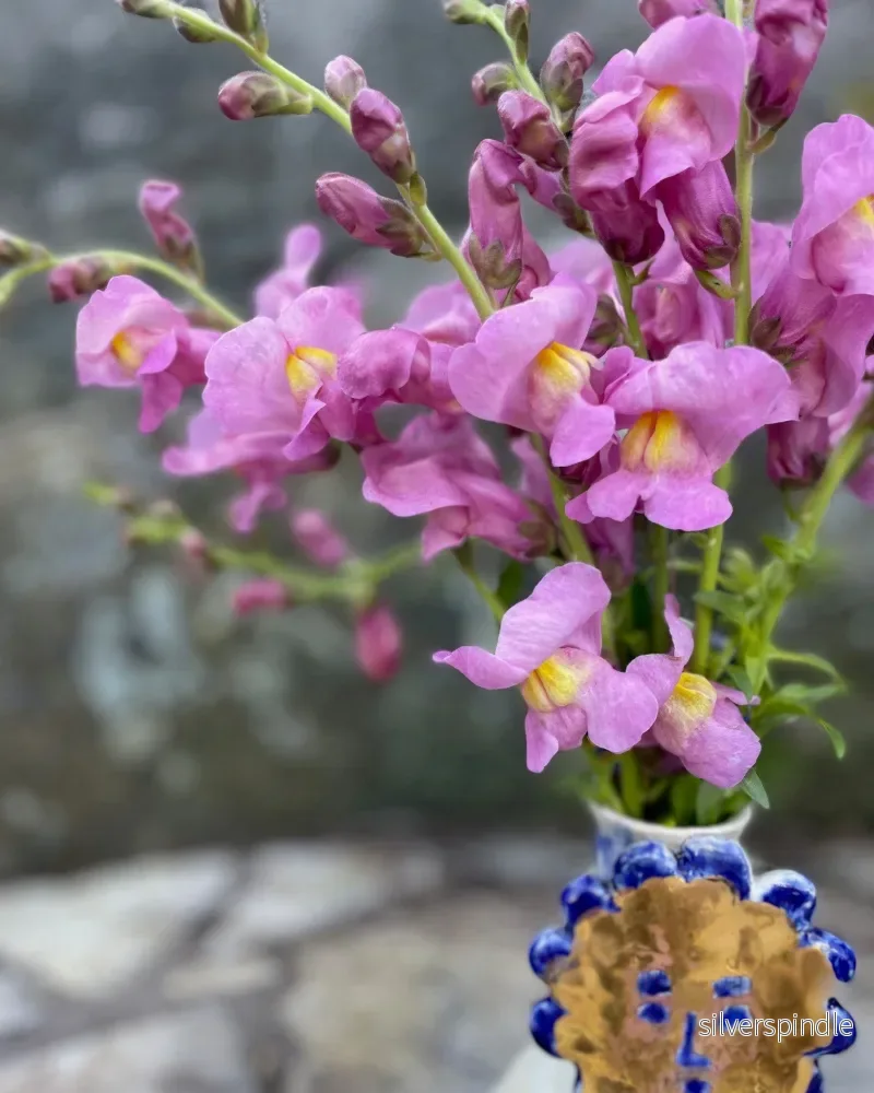 Lejongap 'Opus 3 Lavender' F1 - Nyhet! - Bild 3