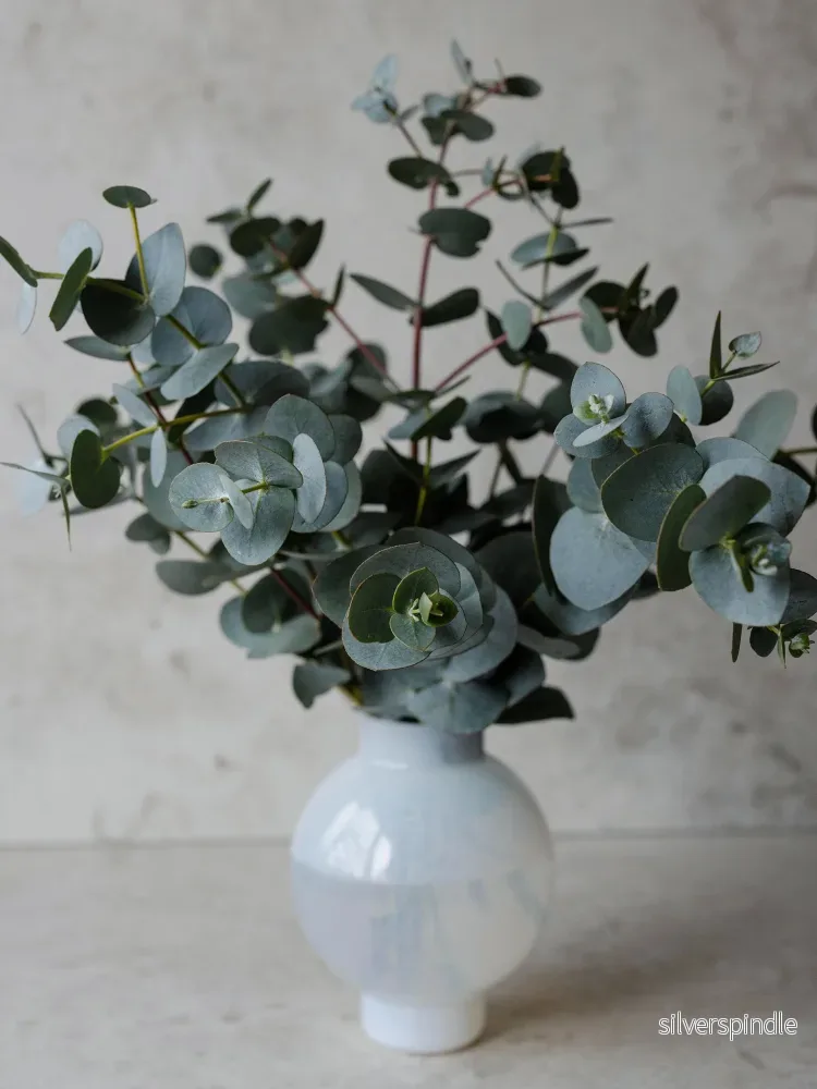 Eucalyptus 'Baby Blue' - Bild 2