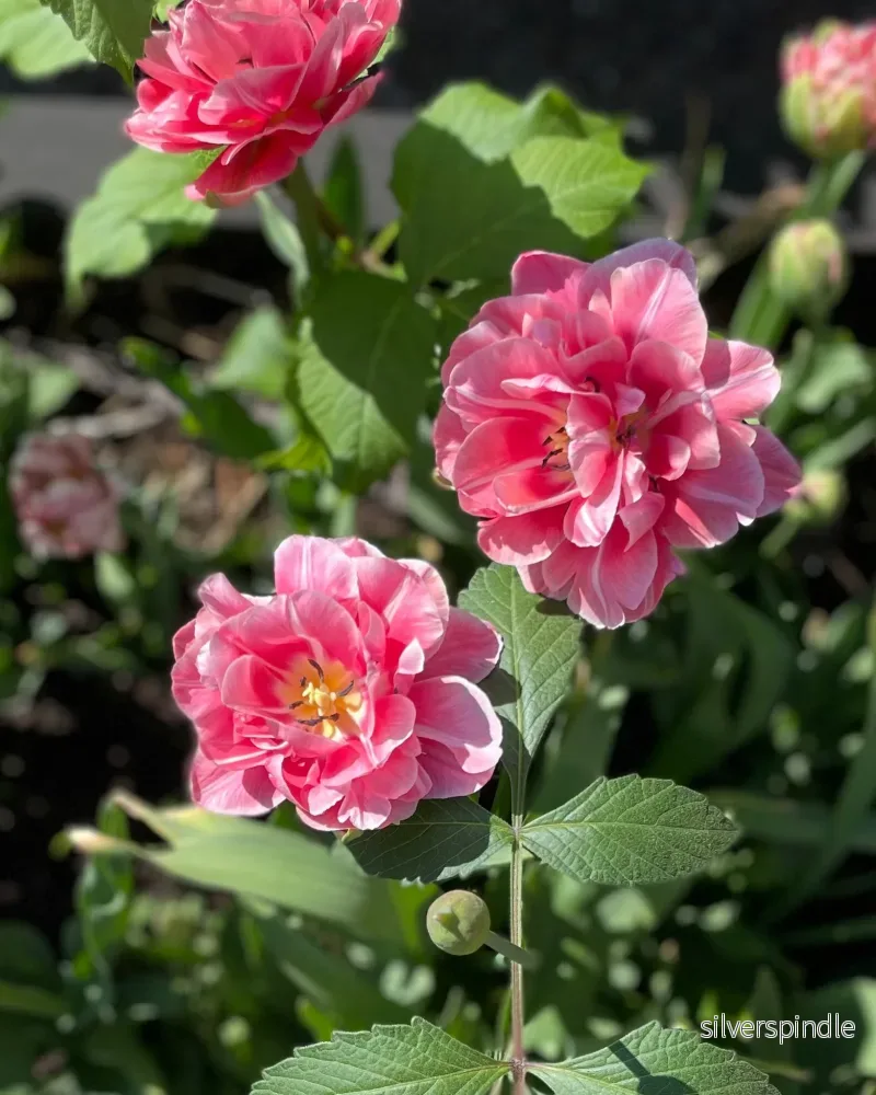 Tulpan ’Aveyron ’