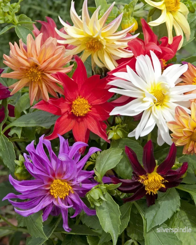 Sommardahlia ‘Dwarf Cactus Flowered Mix’ Sommardahlia ‘Dwarf Cactus Flowered Mix’