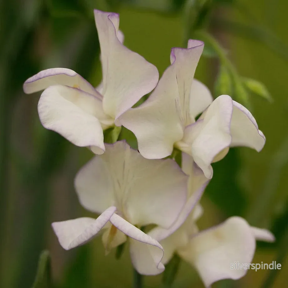 Luktärt ’High Scent’ Luktärt ’High Scent’