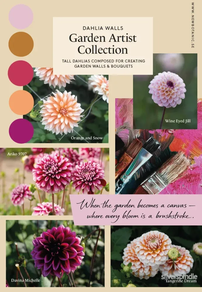 Garden Artist Collection – designad dahliarabatt Garden Artist Collection – designad dahliarabatt
