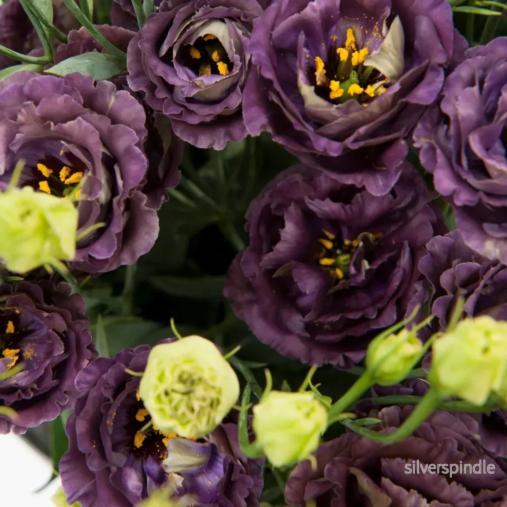 Prärieklocka ‘Rosanne 1 Black Pearl’ Prärieklocka ‘Rosanne 1 Black Pearl’