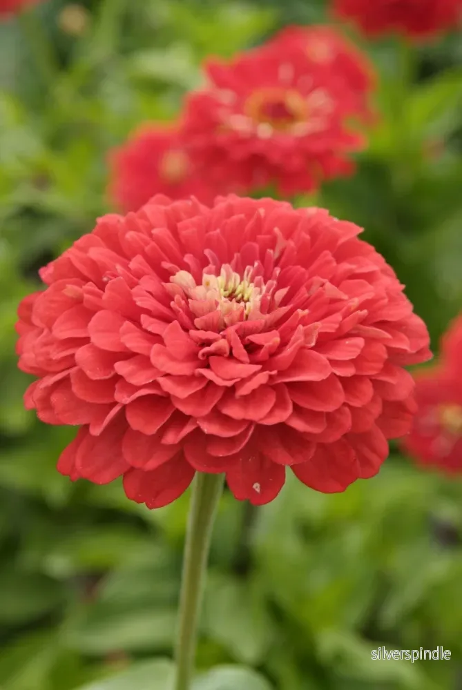 Zinnia ‘Coral Beauty’ Zinnia ‘Coral Beauty’