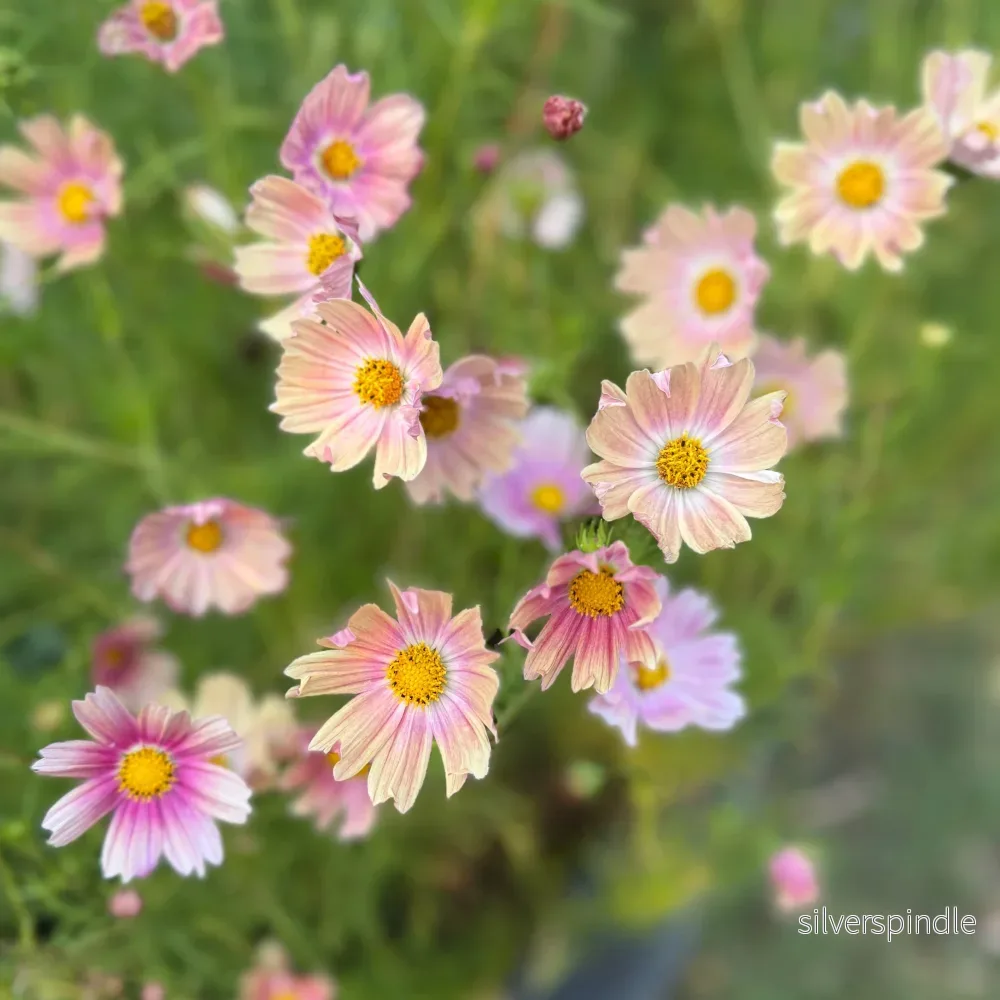 Rosenskära ‘Apricot Lemonade’