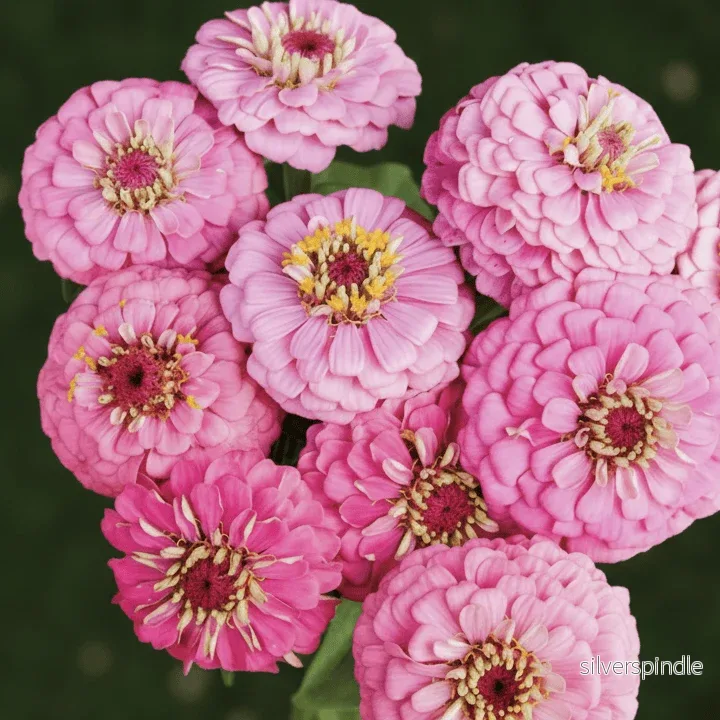 Zinnia ‘Oklahoma Pink’ - Bild 2