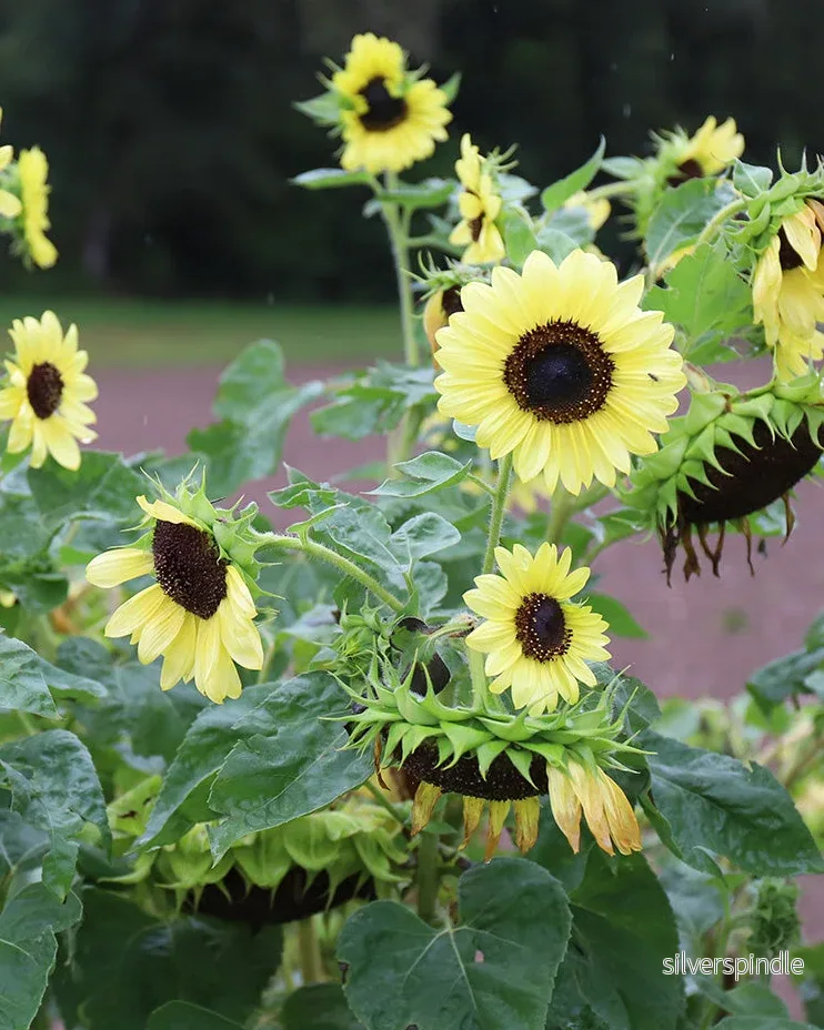 Solros 'Primrose' Ekologisk - Nyhet! - Bild 2