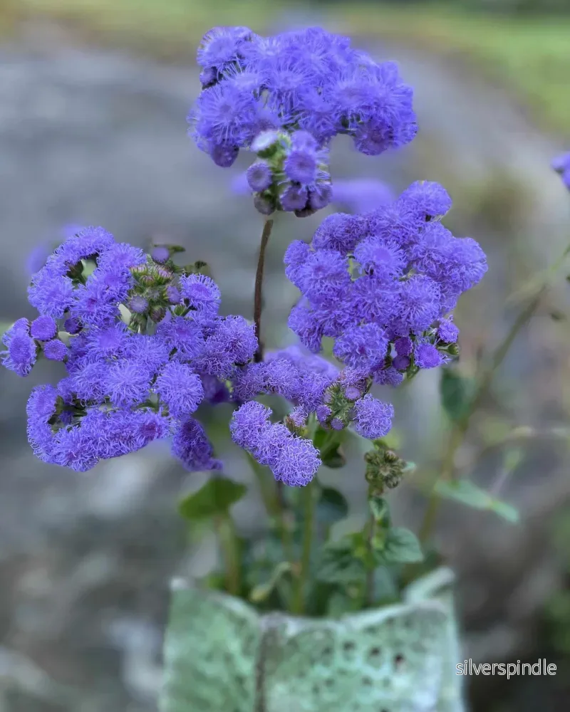 Ageratum 'Blue Horizon' F1 - Nyhet! - Bild 3