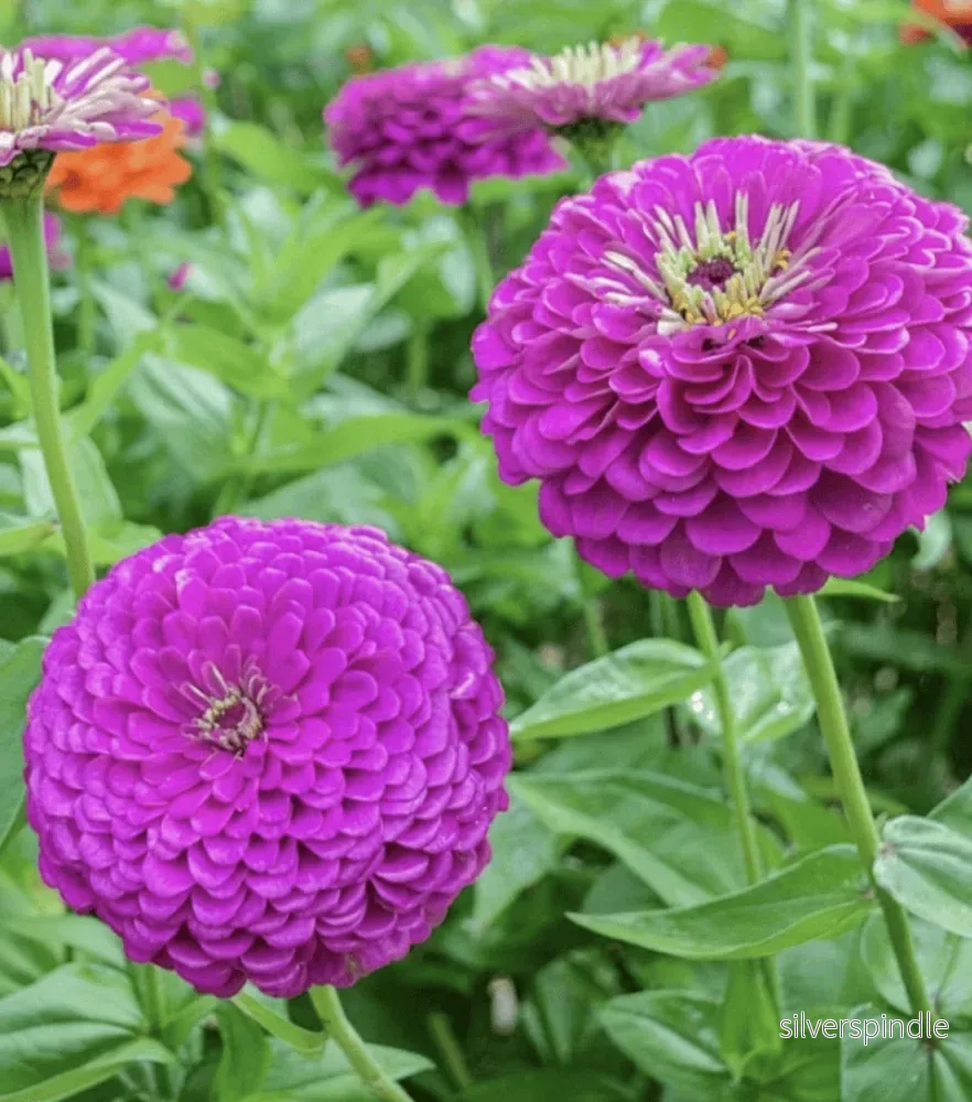 Zinnia ‘Benary’s Giant Lilac’ Zinnia ‘Benary’s Giant Lilac’