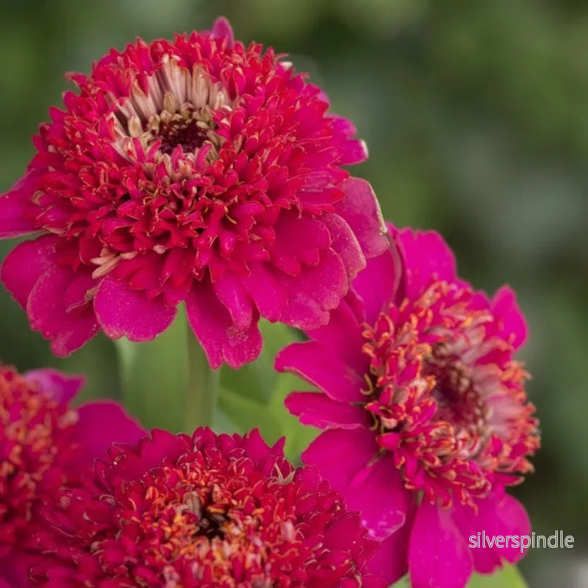 Zinnia ‘Cresto! Violet’ - Bild 3