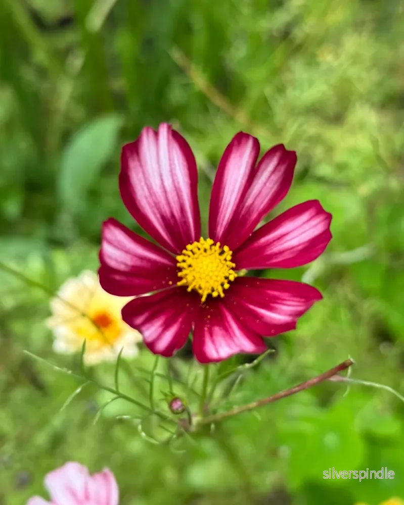 Rosenskära ‘Velouette’