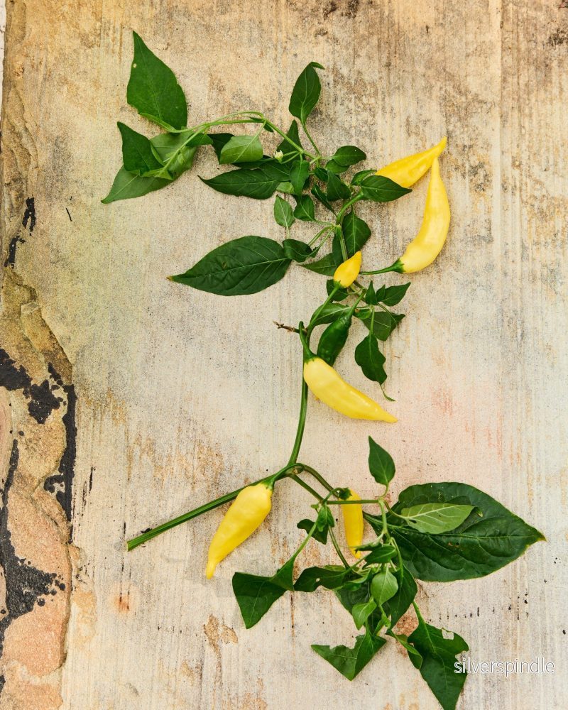 Bärpeppar ´Lemon Drop´ Ekologisk - Bild 3